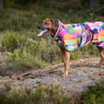 Buying a Dog Coat