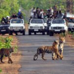 Jungle Safari
