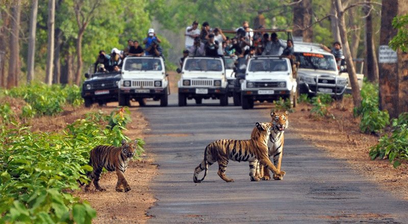 Jungle Safari